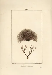 Fucus-lajikkeet - Merihylky, Fucus helminthocorton. Lambert Juniorin käsinvärinen pistekuparikaiverrus Pierre Jean-Francois Turpinin piirustuksesta Chaumetonista, Poiret