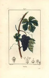 Viiniköynnös - Viiniköynnös, Vitis vinifera, hedelmällä, lehdellä, langalla ja varrella. Lambert Juniorin käsinvärinen pistekuparikaiverrus Pierre Jean-Francois Turpinin piirustuksesta Chaumetonista, Poiret