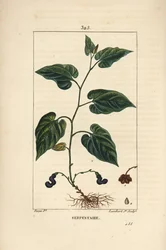 Virginia Snakeroot - Virginia Snakeroot, Aristolochia serpentaria, kukka, lehti, varsi, siemen ja juuri. Lambert Juniorin käsinvärinen pistekuparikaiverrus Pierre Jean-Francois Turpinin piirroksesta Chaumetonista, Poiret