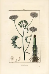 Vesipisara tai vesipisara, Oenanthe aquatica (Phellandrium aquatica), jossa kukka, lehti, varsi ja juuri. Lambert Juniorin käsinvärinen pistekuparikaiverrus Pierre Jean-Francois Turpinin piirustuksesta Chaumetonista, Poiret