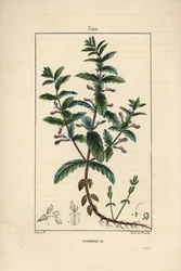 Vesigermandree - Vesigermander, Teucrium scordium, jossa näkyy kukka, lehti, varsi ja juuret. Lambert Juniorin käsinvärinen pistekuparikaiverrus Pierre Jean-Francois Turpinin piirustuksesta Chaumetonista, Poiret