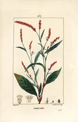 Vesipippuri knotwee - Vesipippuri, Persicaria hydropiper (Polygonum hydropiper), jossa kukka, varsi ja lehti. Lambert Juniorin käsinvärinen pistekuparikaiverrus Pierre Jean-Francois Turpinin piirustuksesta Chaumetonista, Poiret