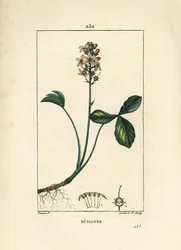Vesiapila tai menyanth water trefoil - Mars trefoil, Menyanthes trifoliata. Lambert Juniorin käsinvärinen pistekuparikaiverrus Pierre Jean-Francois Turpinin piirroksesta Chaumetonista, Poiret
