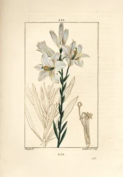 Valkoinen lilja tai madonna lilja - Valkoinen lilja, Lilium candidum. Lambert Juniorin käsinvärinen pistekuparikaiverrus Pierre Jean-Francois Turpinin piirustuksesta Chaumetonista, Poiret