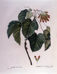 Kasvitieteellinen: Vaahteran oksa. Lautas otettu "" Nouveau Duhamel du Monceau tai herkkuja herkkuja puut ja pensaat Ranskassa"" Pierre Joseph Redouten (1759-1840) akvarelli 1819