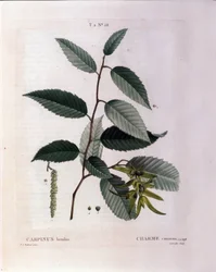 Kasvitieteellinen: viehätyksen haara. Lautas otettu "" Nouveau Duhamel du Monceau tai herkkuja herkkuja puut ja pensaat Ranskassa"" Pierre Joseph Redouten (1759-1840) akvarelli 1819