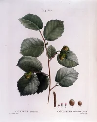 Kasvitieteellinen: hasselpähkinäoksa. Lautas otettu "" Nouveau Duhamel du Monceau tai herkkuja herkkuja puut ja pensaat Ranskassa"" Pierre Joseph Redouten (1759-1840) akvarelli 1819