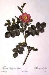 Rosa Rubiginosa Cretica, kaiverrus Langlois, Les Rosesista, julkaisija Remond