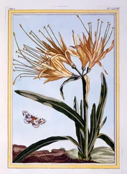 Lily, pubi. 1776.