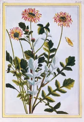 Etiopian Arcotis (afrikkalainen lilja), n. 1766 (käsinvärinen kaiverrus)