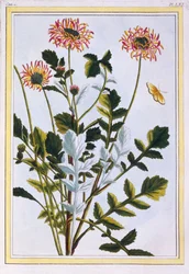 Etiopian Arctotis African Daisy, pub. 1776.