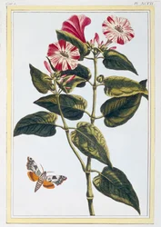 La Belle de Nuit Morning Glory, pubi. 1776.