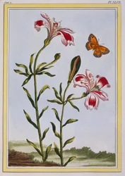 Inkojen täplikäs kukka (perun lilja), noin 1766