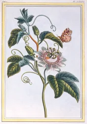 La Grenadille tai Le Maracot, pubi. 1776.