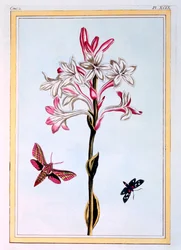 Tuberose, pubi. 1776.