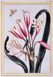 Pitkälehtinen Amaryllis, pub. 1776.