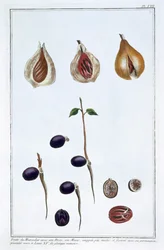Muskottipähkinä, c1751-1807