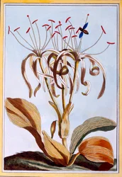 Meridaffodil, pubi. 1776.