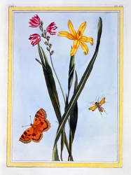 Eteläamerikkalainen Ixia, pubi. 1776.