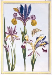 Monivärinen iiris, noin 1776 (käsin väritetty kaiverrus).
