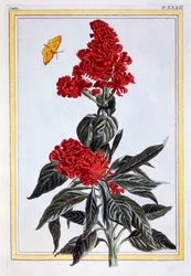 Erilaisia Amaranthusia, pubi. 1776.