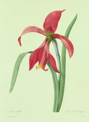 Amaryllis (värillinen kaiverrus)