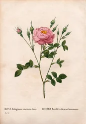Anemone-kukkainen sweetbriar ruusu, Rosa rubiginosa -lajike, Ruusu ruoste vuokokukilla. Käsinvärinen pistekuparikaiverrus Pierre Joseph Redouten teoksesta Les Roses, Paris