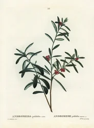 Suon rosmariini, Andromeda polifolia. Käsinvärinen pistekaiverrus Pierre-Joseph Redouten piirustuksen jälkeen Henri Louis Duhamel du Monceaun teoksesta Treat des Arbres et Shrustes, Pariisi