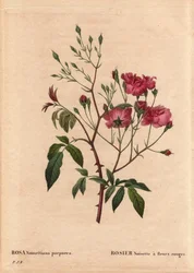 Kasvitieteellinen lehti, kukka, ruusulajike: Rosa hasselpähkinä punaisilla kukilla (Rosa noisettiana purpurea), saatu Rose Hazelnut -lajikkeen siemenistä vuonna 1822 Monsieur Ternaux