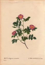 Kasvitieteellinen lauta, kukka, ruusulajike: Metsän Eglantine. (Rosa rubiginosa nemoralis). Laji Euroopasta. Pierre Joseph Redouten (1759-1840) teoksessa Les Roses, osa 2