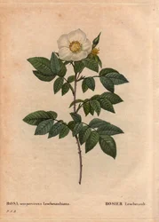 Kasvitieteellinen lauta, kukka, ruusulajike: Leschenault-ruusu (Rosa sempervirens Leschenaultiana). Löysi Monsieur Leschenault Nilgiristä (tai Nilagirista tai Nilgirisistä), jota kutsutaan myös Intian sinisiksi vuoriksi. Tamil Nadun alueella ennen vuotta 1