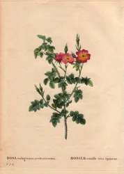 Kasvitieteellinen lauta, kukka, ruusulajike: Erittäin piikikäs ruosteruusu (Rosa rubiginosa aculeatissima). Saatu siemenistä ja leivonnut Du Pont noin 1810. Pierre Joseph Redouten (1759-1840) teoksessa Les Roses, osa 2