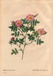 Kasvitieteellinen lauta, kukka, ruusu Lajike: Bush Rose (Rosa dumetorum). Koiranruusujen perheestä Euroopasta ja Aasiasta, löydetty ennen vuotta 1821. Pierre Joseph Redouten (1759-1840) teoksessa Les Roses, osa 2
