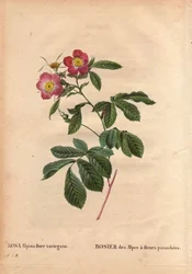Kasvitieteellinen levy, kukka, ruusulajike: Alppien ruusu variegato-kukilla (Rosa alpina flora variegato). Esitelty Ranskassa noin 1813 de Poilpre. Pierre Joseph Redouten (1759-1840) teoksessa Les Roses, osa 2