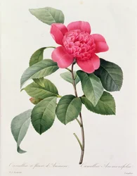 Camellia Anemonefolia (värillinen kaiverrus)