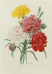 Neilikat, "Kauneimpien kukkien valinta", n. 1833