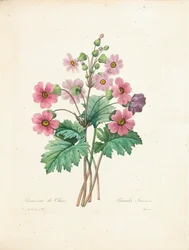 Kiinanesikko, kaivertanut Bessin, teoksesta "Choix des Plus Belles Fleurs et des Plus Beaux Fruits", osa II, 1827-33