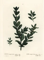 Tavallinen laatikko, eurooppalainen laatikko tai puksipuu, Buxus sempervirens (gigantea, heterophylla ja leptophylla). Käsinvärinen pistekaiverrus Pierre-Joseph Redouten piirustuksen jälkeen Henri Louis Duhamel du Monceaun teoksesta Treat des Arbres et Shr