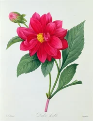 Dahlia Double (värillinen kaiverrus)