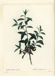 Dahoon holly tai cassina, Ilex cassine. Coqueret