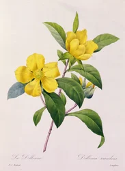 Dillenia Scandens (värillinen kaiverrus)