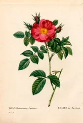 Portlandin herttuatar ruusu, Rosa portlandica, Portland ruusu. Käsinvärinen pistekuparikaiverrus Pierre Joseph Redouten teoksesta Les Roses, Paris