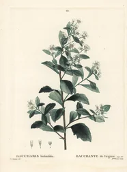 Itämäinen bakkaris, tähkäpensas, merimyrtti tai suolapensas, Baccharis halimifolia. Neiti Brenet