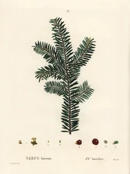 Englannin marjakuusi tai eurooppalainen marjakuusi, Taxus baccata. Käsinvärinen pistekaiverrus Pierre-Joseph Redouten piirustuksen jälkeen Henri Louis Duhamel du Monceaun teoksesta Treat des Arbres et Shrustes, Pariisi