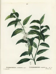 Fetterbush, Andromeda acuminata. Neiti Brenet