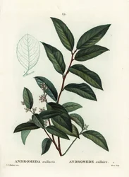 Fetterbush, Andromeda axillaris. Moretin käsinvärinen pistekaiverrus Pierre-Joseph Redouten piirustuksen jälkeen Henri Louis Duhamel du Moncelin teoksesta Treat des Arbres et Shrustes, Pariisi