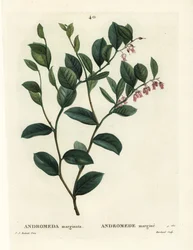 Fetterbush, Andromeda marginata. J. Marchandin käsinvärinen pistekaiverrus Pierre-Joseph Redouten piirustuksen jälkeen Henri Louis Duhamel du Moncelin teoksesta Treat des Arbres et Shrustes, Pariisi