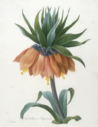 Keisarinkruunu, teoksesta "Valikoima kauneimpia kukkia ja kauneimpia hedelmiä", 1827