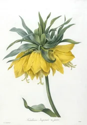 Fritillary, Imperialen keltainen lajike, kauneimpien kukkien ja kauneimpien hedelmien valinta, 1827 (käsinvärinen pistekaiverrus)