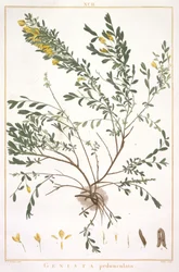 Genista pedunculata, Stripes Nova or Less Known, 1784 (käsinvärinen kaiverrus)